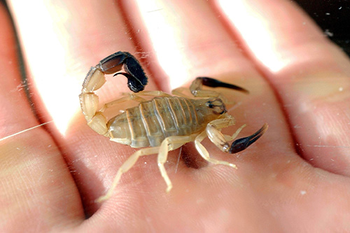 Mediziner entdecken Skorpiongift für die Krebstherapie