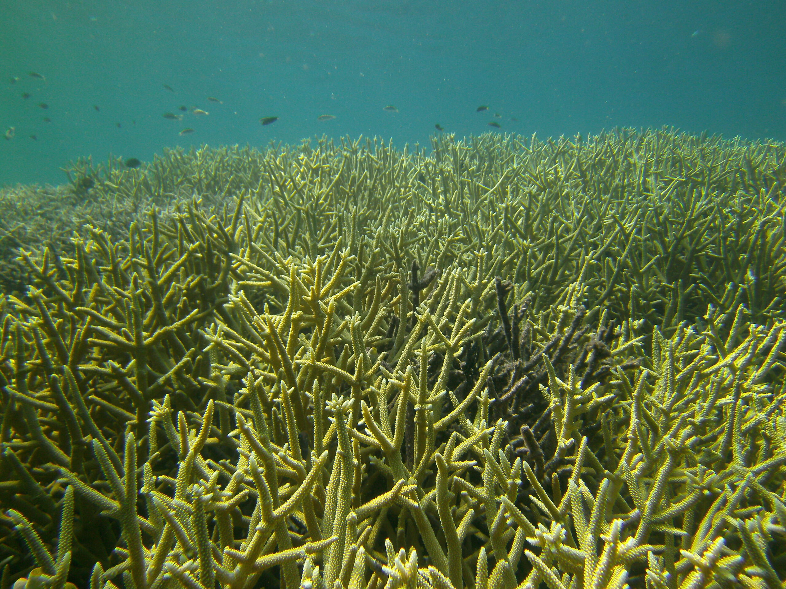 Geweihkoralle Acropora