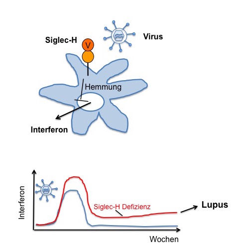 Wie eine Virusinfektion zur Autoimmunkrankheit führen könnte