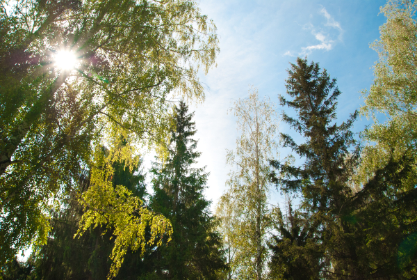 Waldpflege für klimabeständigen Baumbestand