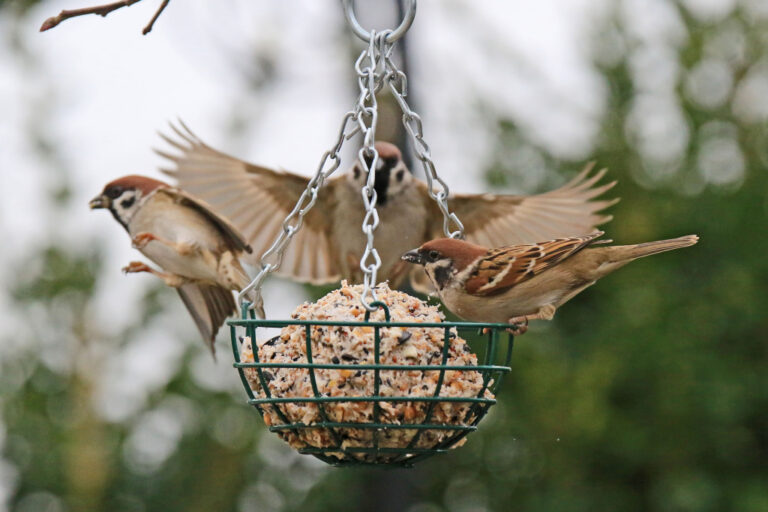 Wildvögel im Botanischen Garten