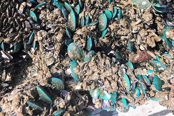 Beschichtung lässt Muscheln abrutschen