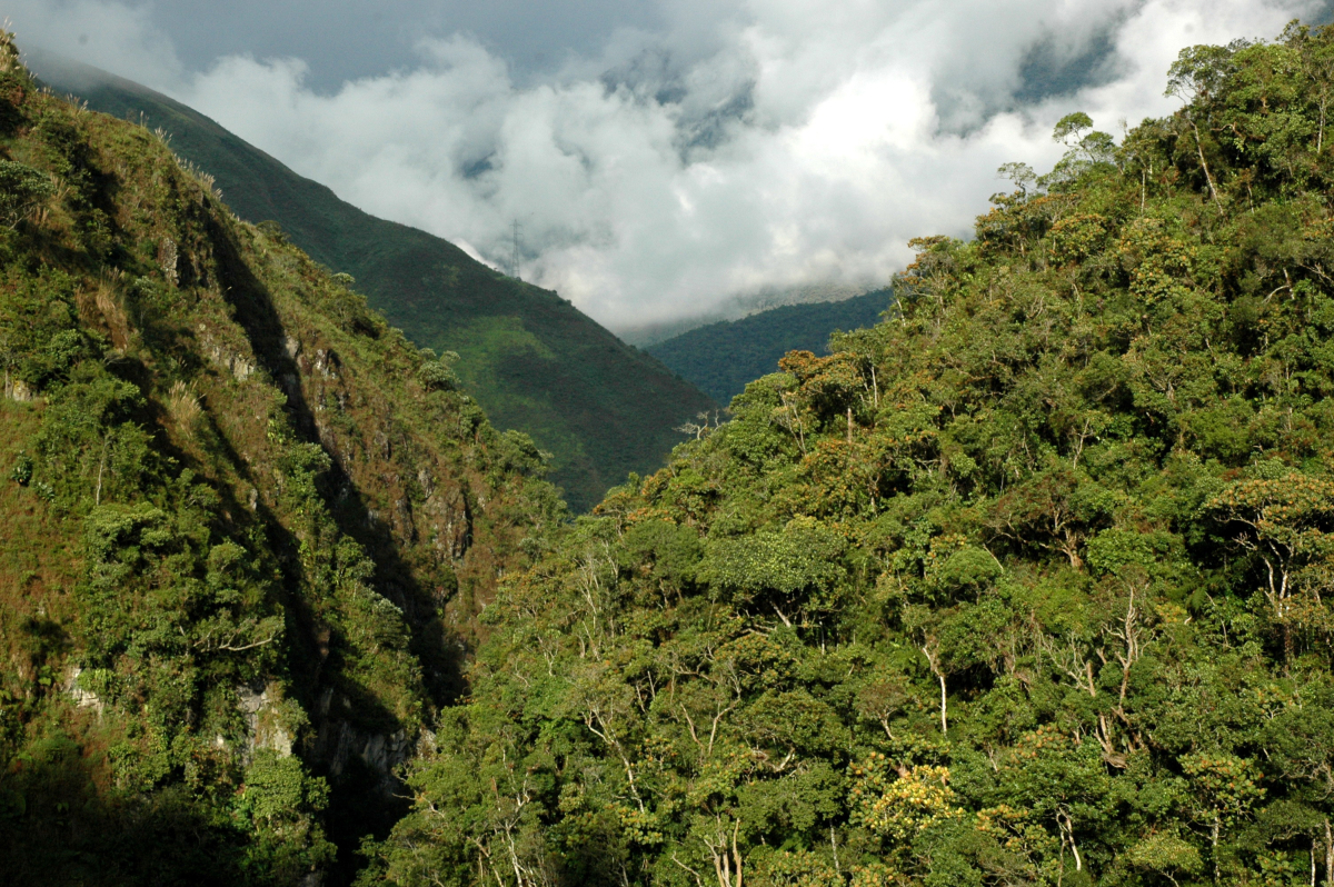 Bedrohter Regenwald in Ecuador