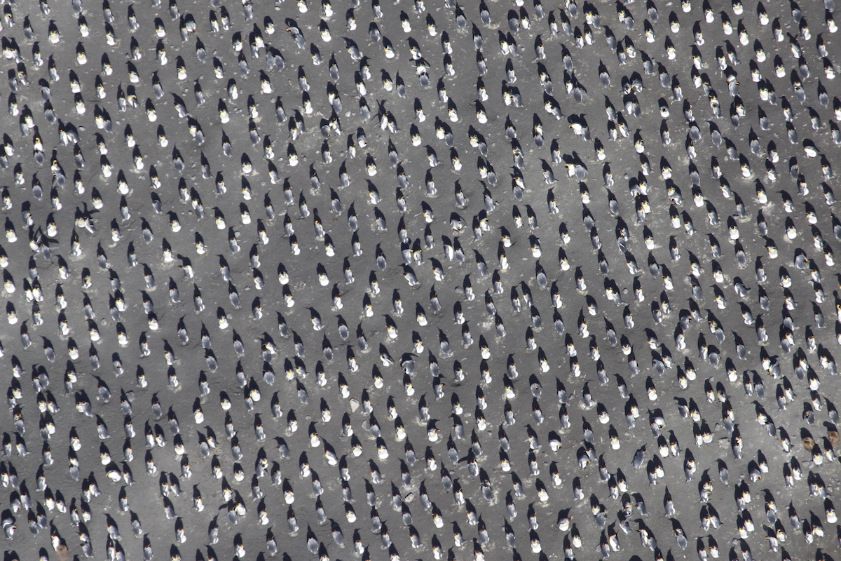 Königspinguine bilden glasartige Brutkolonien