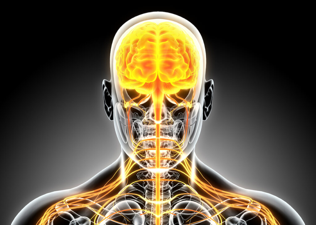 3D illustration male nervous system.