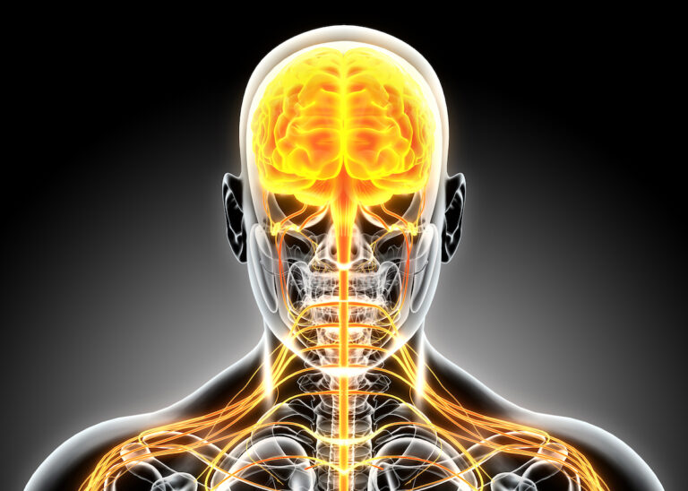 AntiAging-Gene optimieren Synapsen