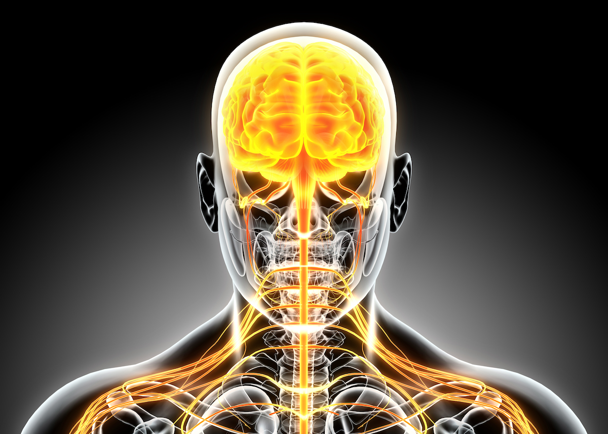 3D illustration male nervous system.