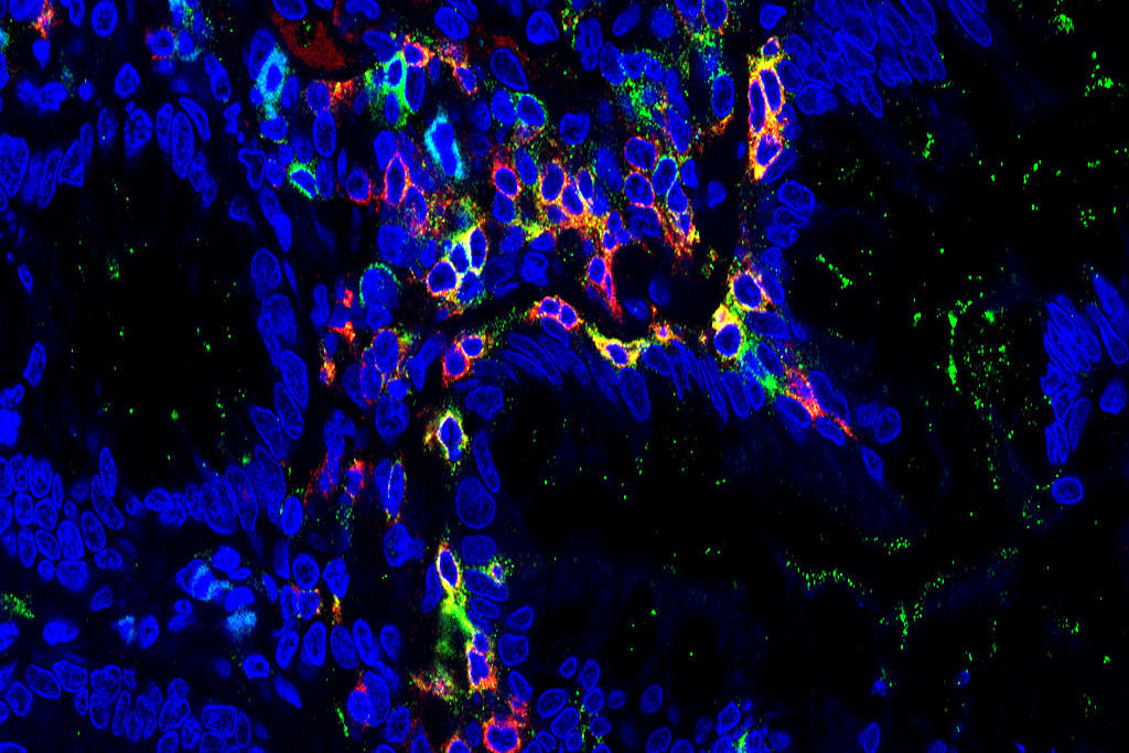 Mikroskopaufnahme von Zellen