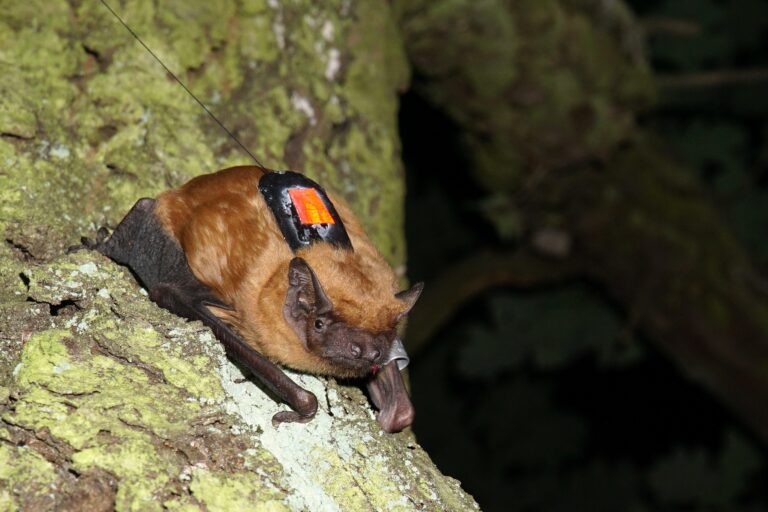 Mit Mama an der Seite ins neue Fledermausheim