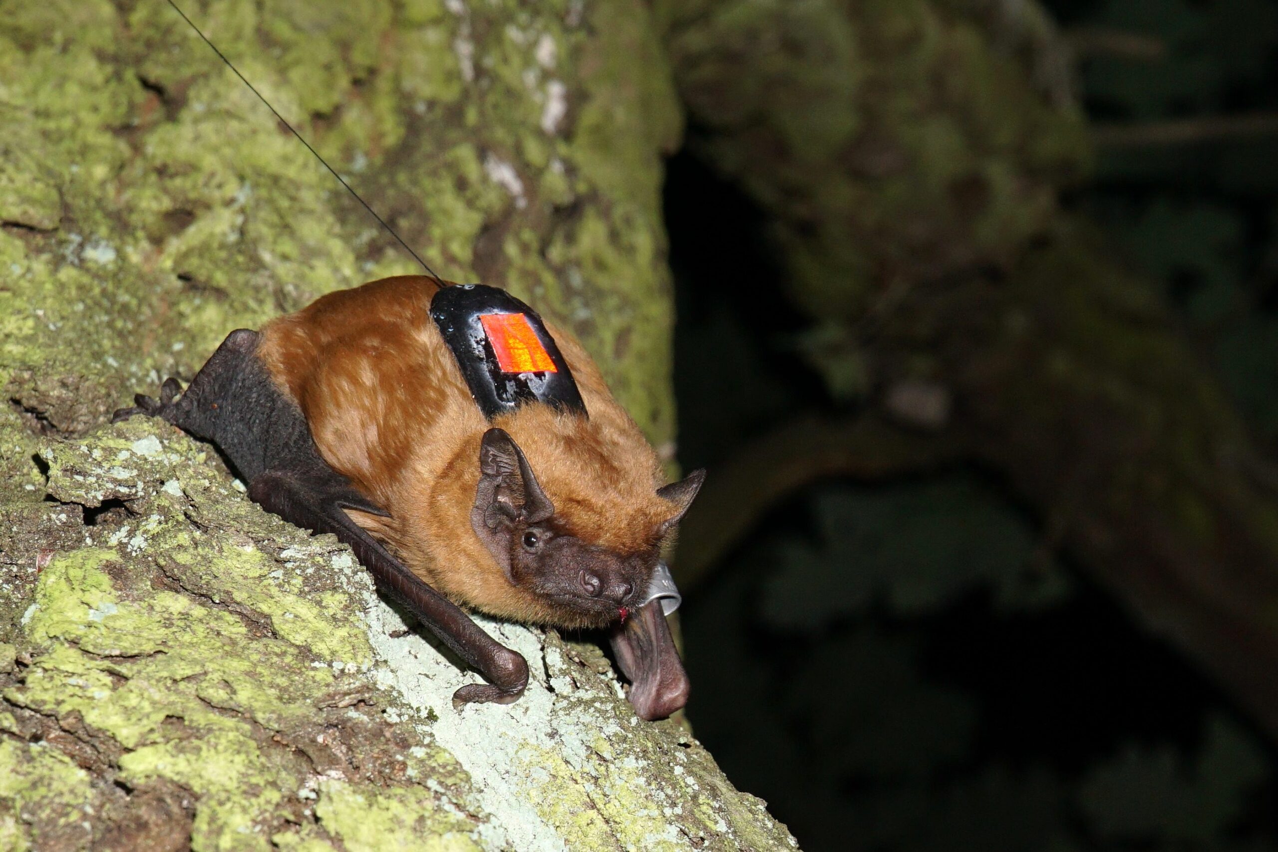 Fledermaus mit Sensor auf dem Rücken