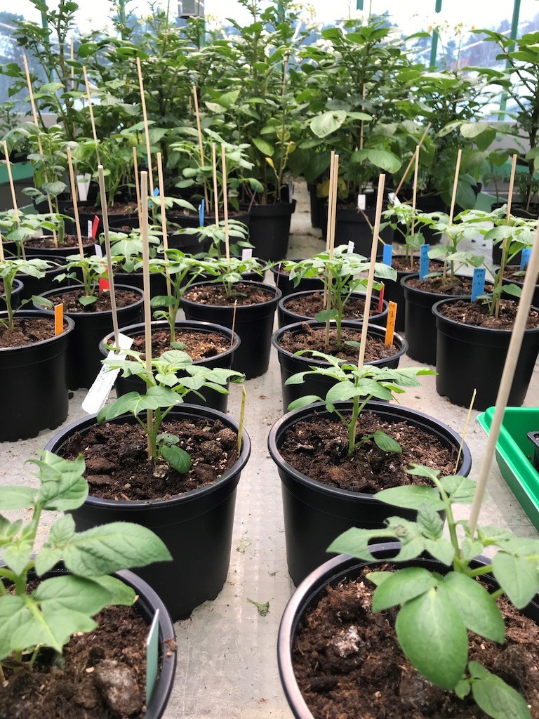 Kartoffelpflanzen im Gewächshaus.