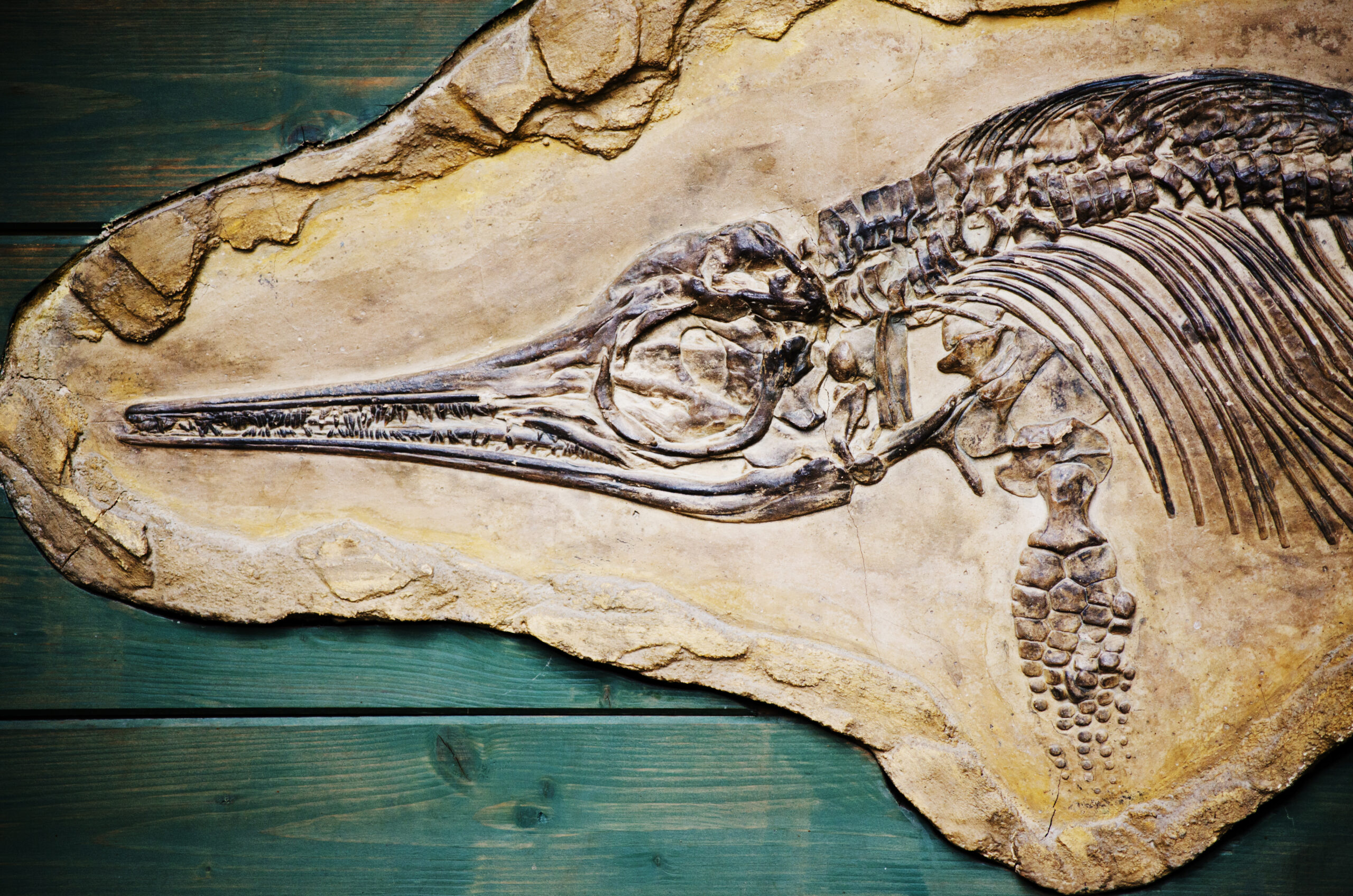 Fossil eines Ichtyosaurus