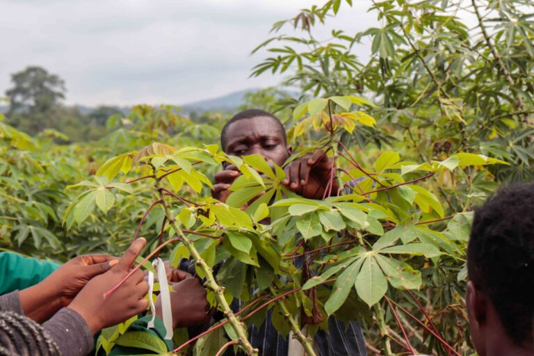 Mit höheren Ernten erfolgreich gegen den Hunger