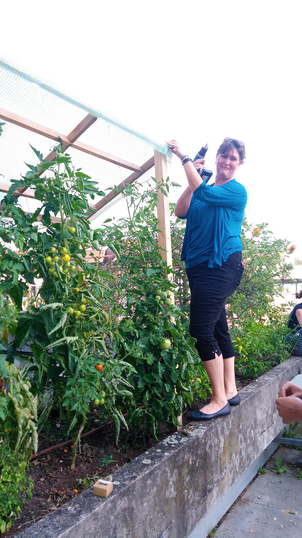 Eine Frau befestigt mit einer Bohrmaschine das Tomatenhäuschen, in dem schon ganz viele grüne Pflanzen wachsen.