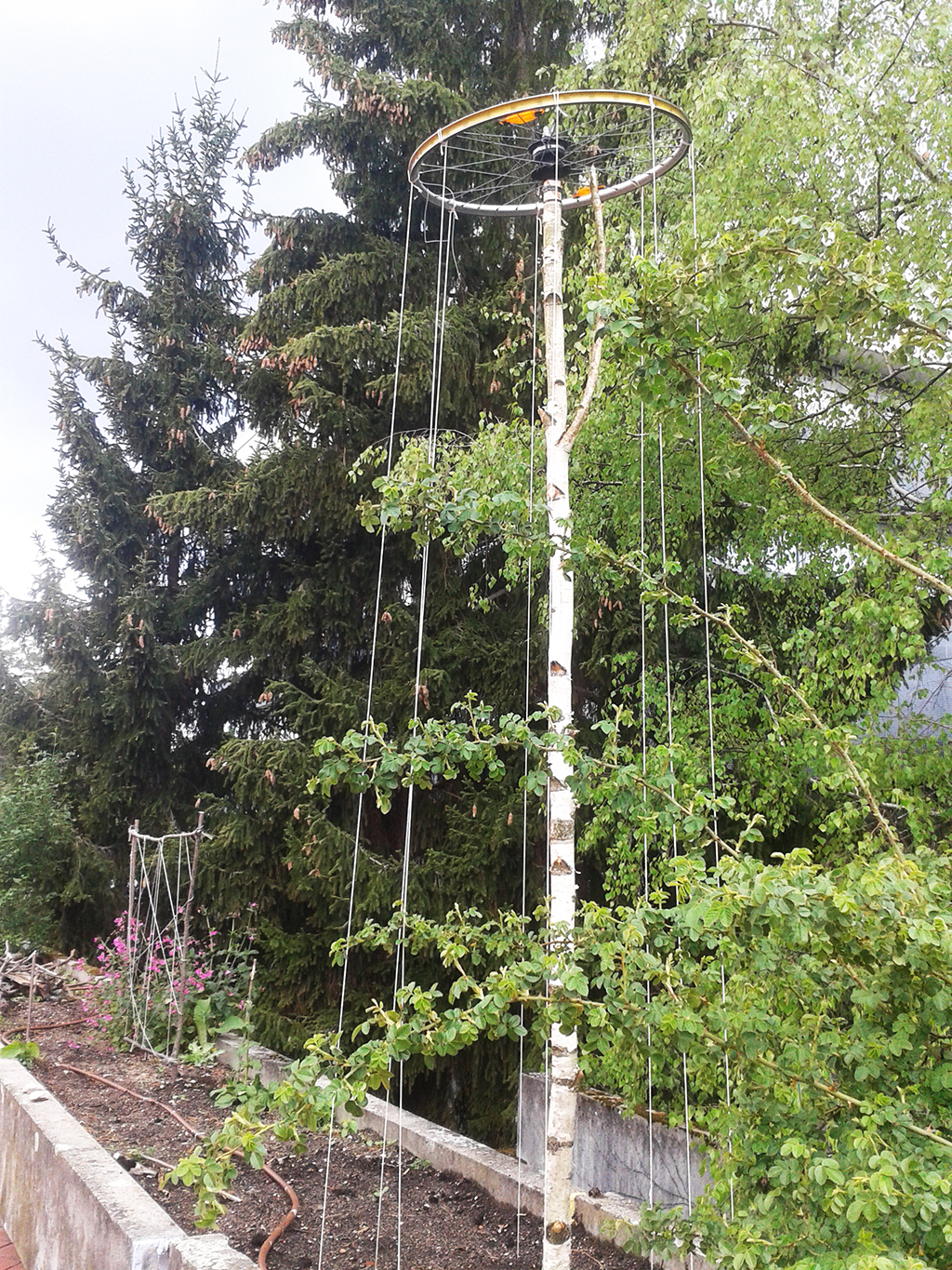 Auf dem Bild ist eine Bohnenstange abgebildet, die an einer Fahrradfelge befestigt ist.