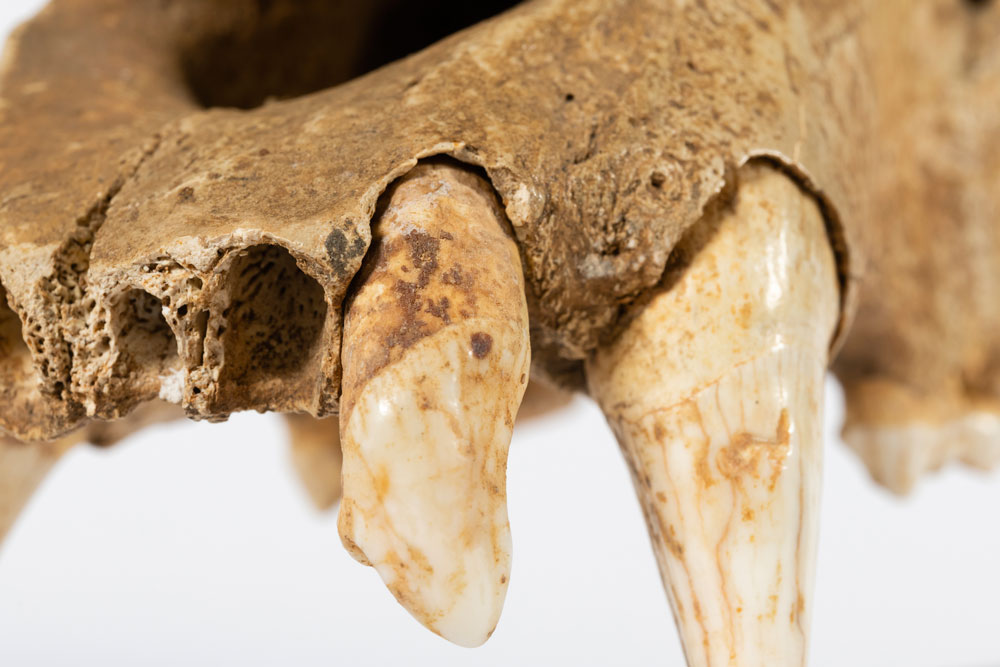 Detailaufnahme Höhlenbärschädel