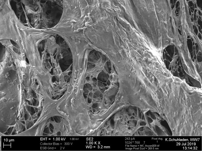 Forschung zur Knochenregeneration wird ausgebaut