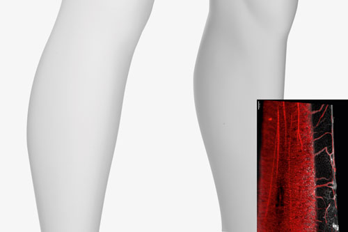 Lichtblatt-Mikroskopie: Die U-Bahn für Immunzellen