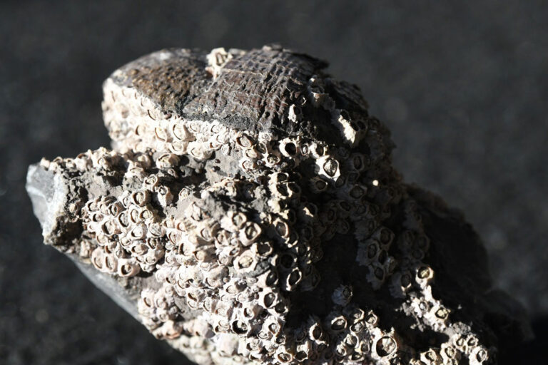 Globale Erwärmung und Aussterberisiko