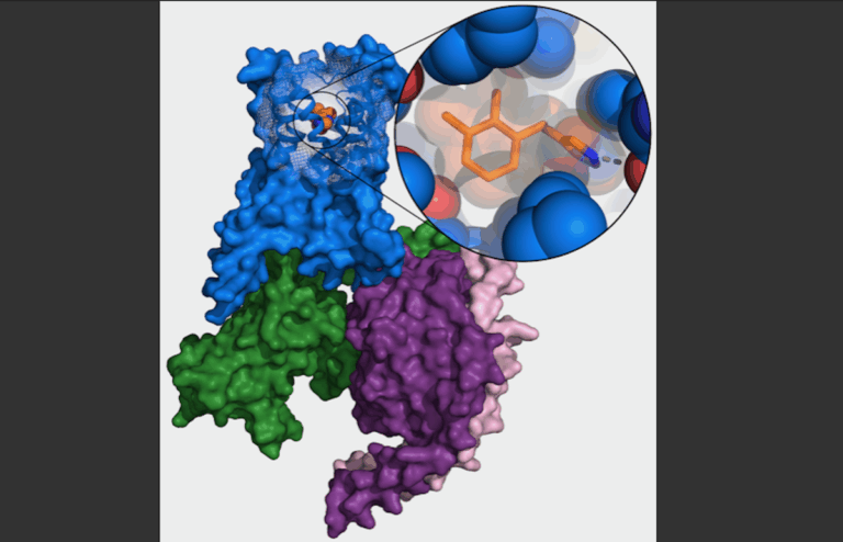 Forschungsgruppe gelingt detaillierte Darstellung eines alpha-Adrenozeptors