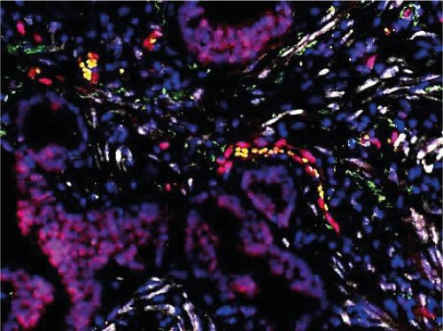 MicroRNA weisen den Weg