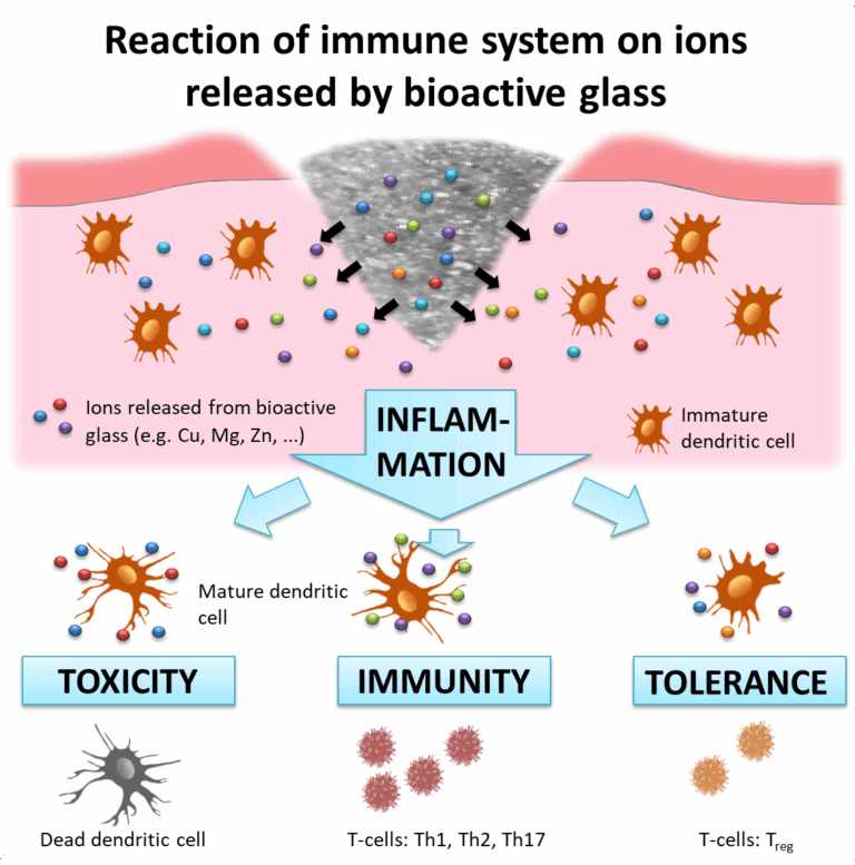 Wie beeinflusst bioaktives Glas Immunzellen?