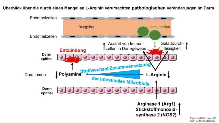Aminosäure fördert Rückbildung von Darmentzündungen