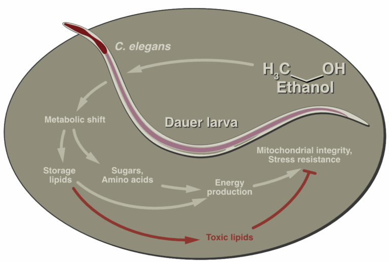 Alkohol verlängert das Leben von Nematoden
