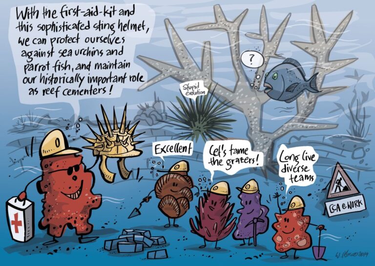 FAU-Forscher weisen tragende Rolle von corallinen Rotalgen für Korallenriffe nach