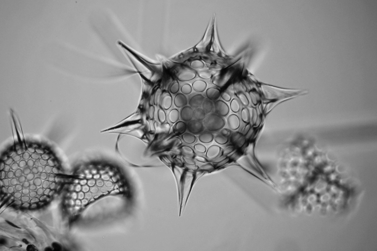 Neue Methode entwickelt, um Veränderungen in Ökosystemen zu erkennen