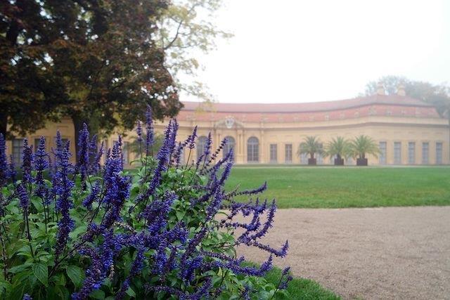 Blume und Orangerie im Schlossgarten