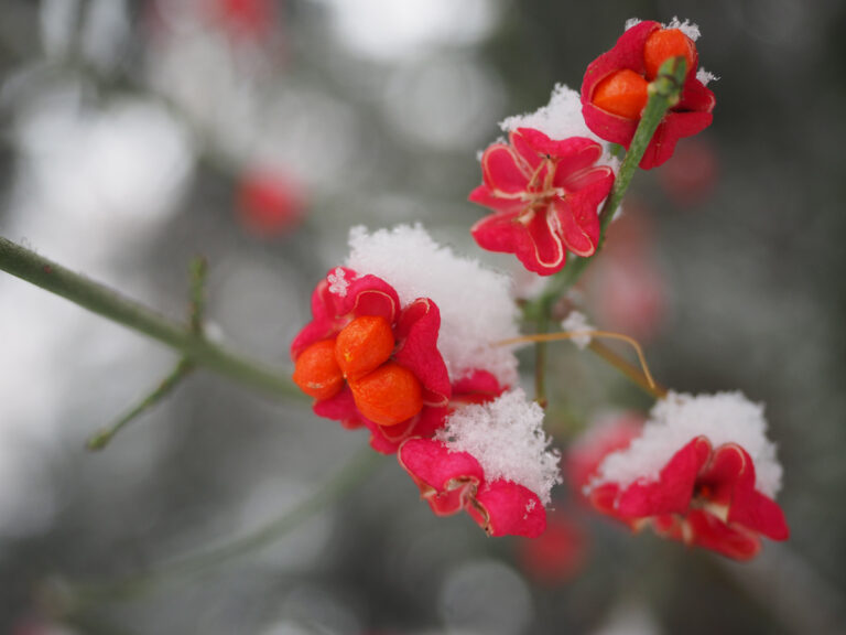 Zauberhafte Winterlandschaft im Botanischen Garten