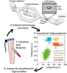 Grafik zur Behandlung von Blutproben, um die physikalischen Eigenschaften von Leukozyten und Erythrozyten zu messen