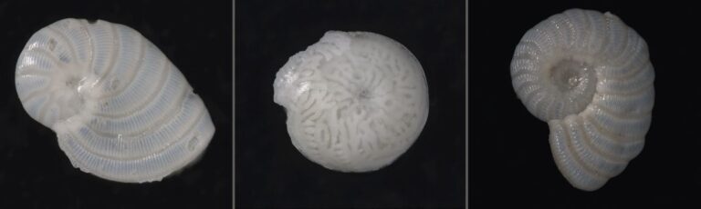 Abkühlungsperioden bewirkten Evolutionsschub