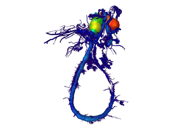 Auf dem Weg zum künstlichen Ersatzgewebe