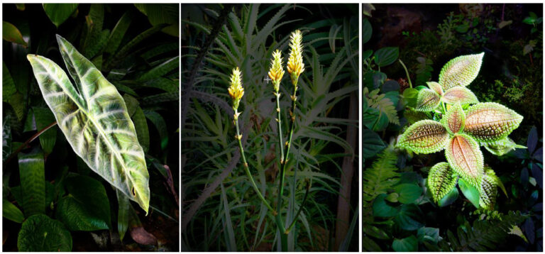 Magisches Licht in den Gewächshäusern des Botanischen Gartens