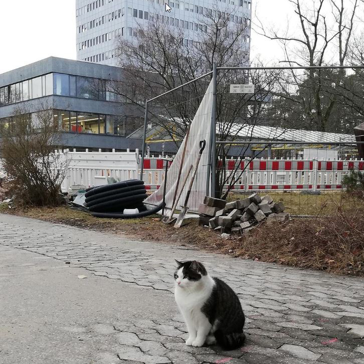 Katze auf Baustelle