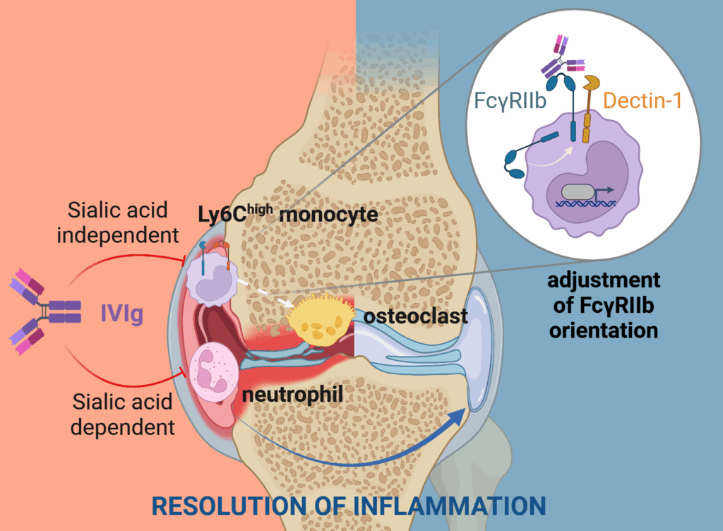 Grafik Resolution of inflammation