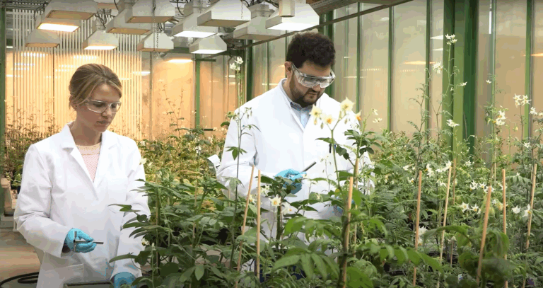 YouTube: Wie retten wir die Kartoffel?