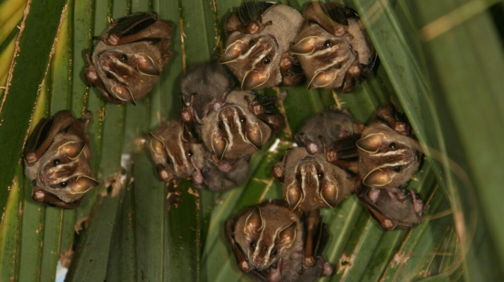Die Fledermäuse im Manatihaus des Nürnberger Tiergartens. (Bild: FAU/Ralph Simon)