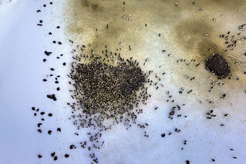 sehr viele Pinguine von oben fotografiert