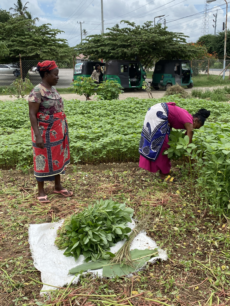 Urbaner Gartenbau in Dar es Salaam (Bild: F. Krüger)