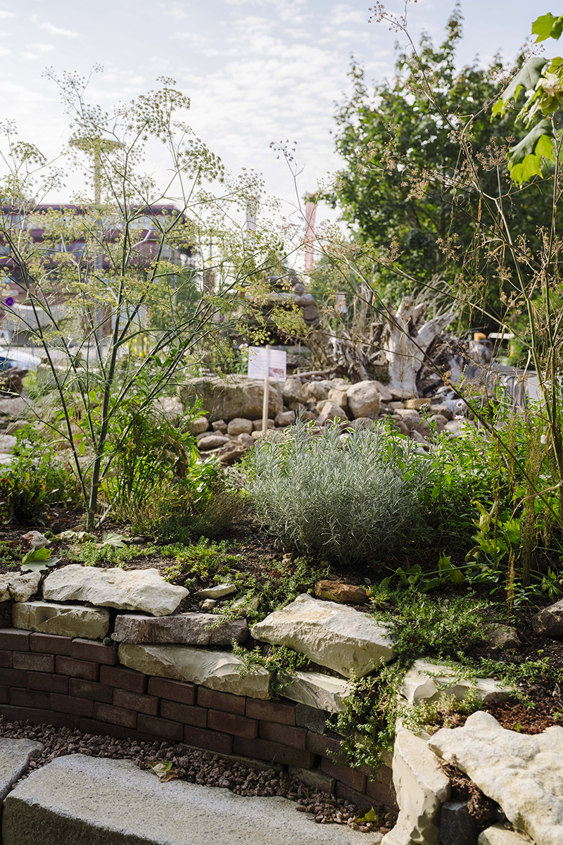 Gewächse in der WiSo Oase.