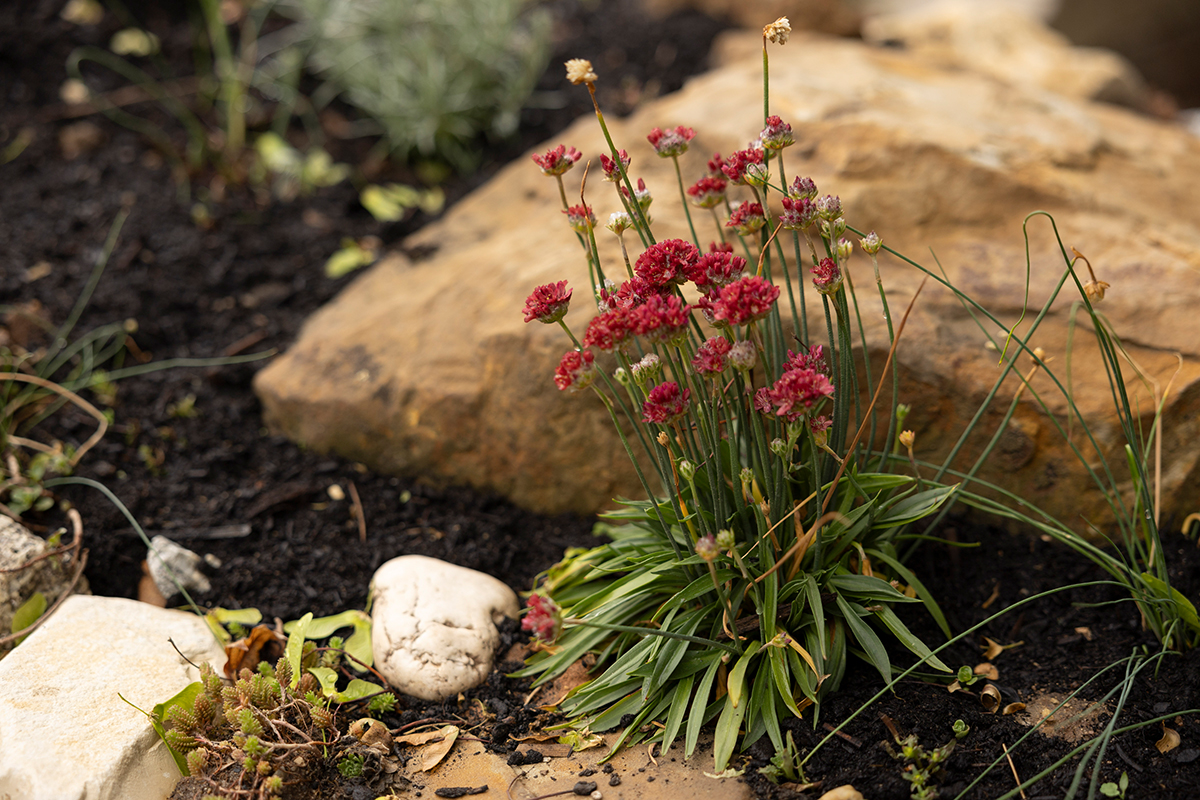 Eine rote Blume in der WiSo Oase
