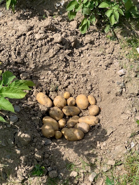 Kartoffelknollen die in einer Mulde liegen.