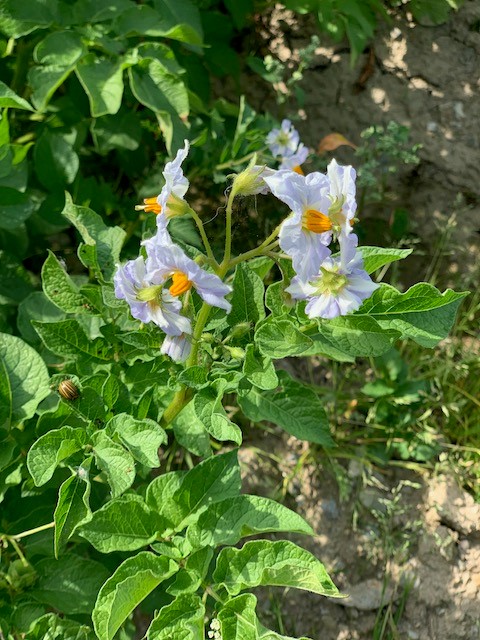 Die weiße Blüte einer Kartoffelpflanze.