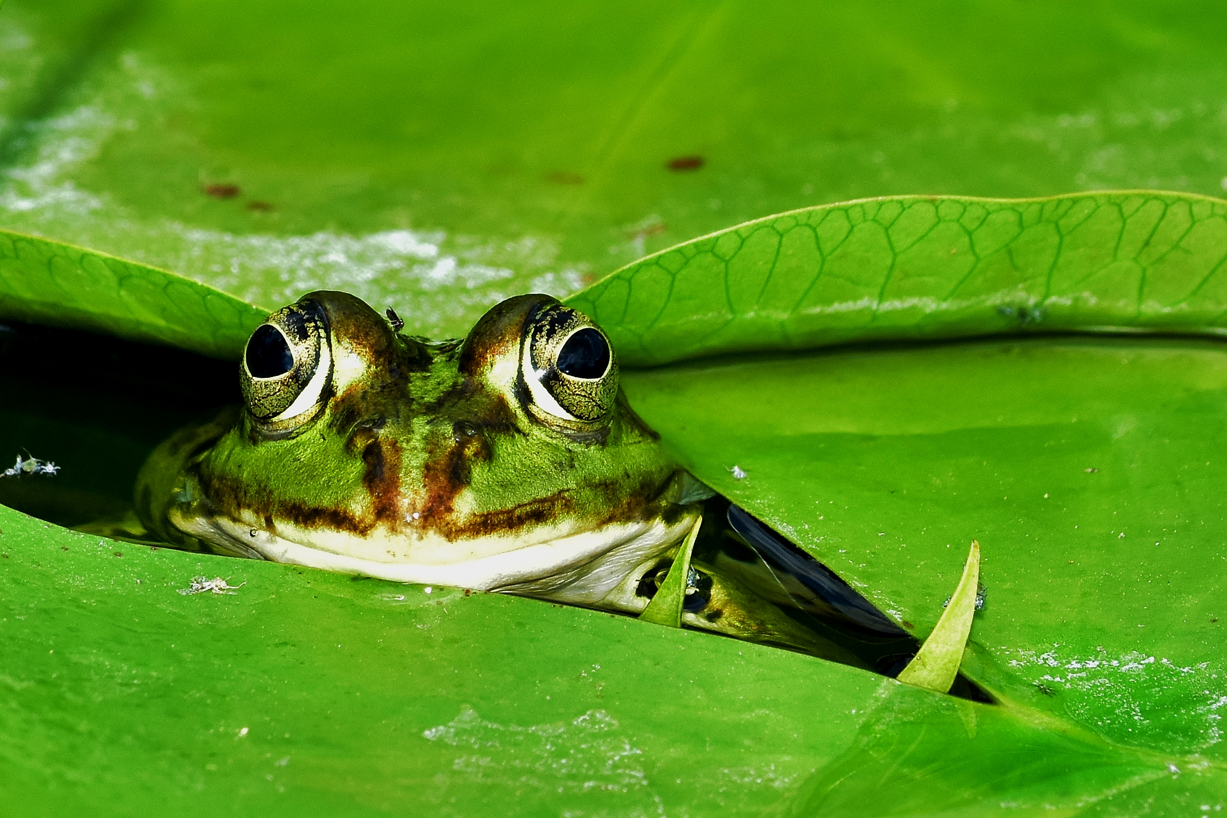 Ein Frosch der im Wasser zwischen seerosenblättern sitzt
