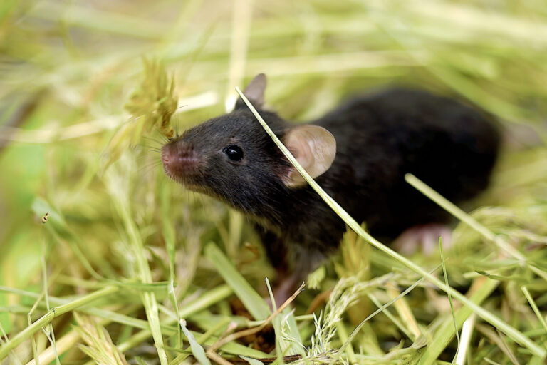 Neuer Ansatz soll Erkenntnisse aus Tierexperimenten zuverlässiger machen