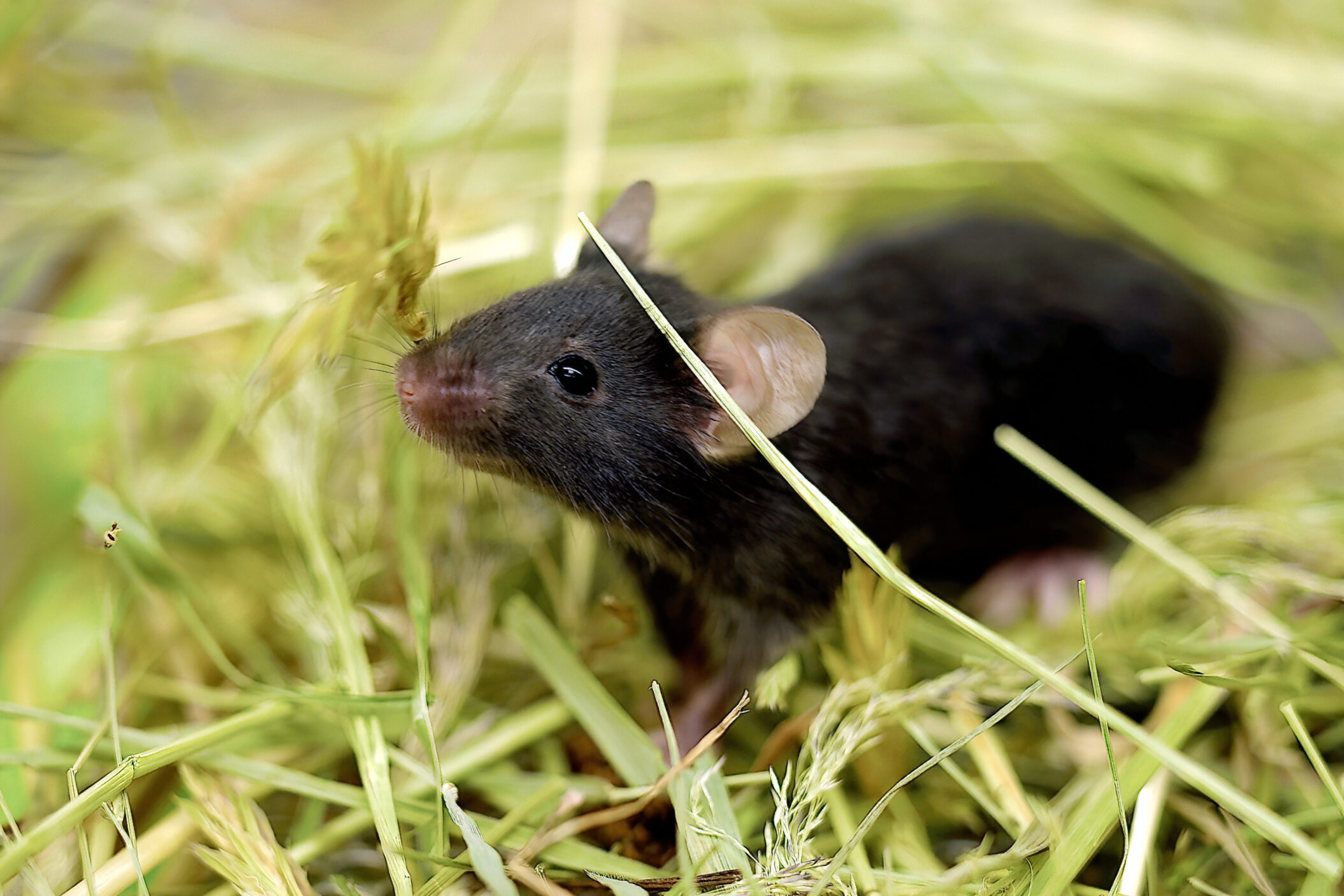 dunkelhaarige Maus schnuppert in die Luft