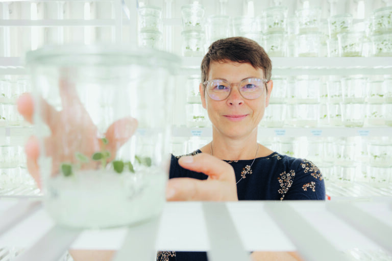 Knollen für den Klimawandel